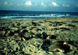 Habitat characteristics of turtle nesting beaches are poorly understood and available information is unelaborated. Olive Ridley Sea Turtle Fact Sheet U S Fish Wildlife Service S North Florida Eso Jacksonville