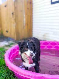 teach your dog to use a kid pool