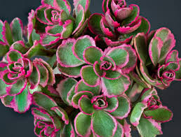 10 sedum varieties to grow indoors and out