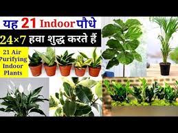 Air Purifying Plants Oxygen Plant