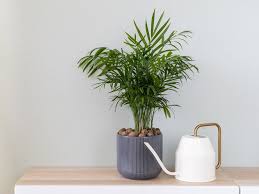 How To Take Care Of Your Parlor Palm