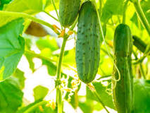 What helps cucumbers grow?
