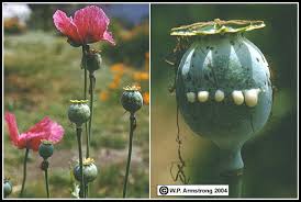 How to grow poppy plants. The Opium Poppy Papaver Somniferum Images Of This Fascinating Plant