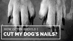 how often should i cut my dog s nails