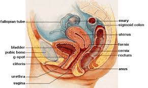 This is one of my favorite g spot positions. Human Sexual Anatomy And Physiology Noba