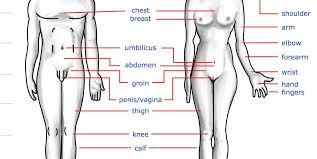 See female human body anatomy stock video clips. Body Parts Of Woman Name With Picture 16 Fascinating Facts About The Female Anatomy In 90 Seconds Look At The Pictures And Read The Names Of The Flowers For Each Month Ladythundersoccer