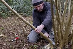 what-is-the-difference-between-pollarding-and-coppicing