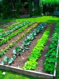 how big should my vegetable garden be