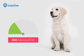 Tractive Bmi Calculate Your Dogs Bmi