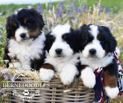 At sbl|smd we have a strong sense of commitment to our breeding program and the welfare of our dogs and puppies is our priority. Bernedoodle Available Puppies Utahberendoodles