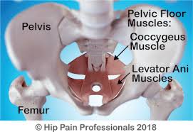 the pelvic floor and pelvic floor pain
