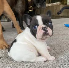 Classically French Bulldogs