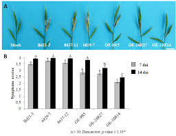 2 résultat(s) proposé(s) par un ami : Endophytes De Cereales Biocontrole Et Biostimulation Ips2