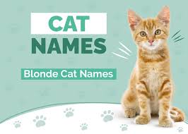 75 blonde cat names to name your golden