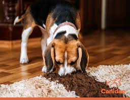 what smells do dogs canidae