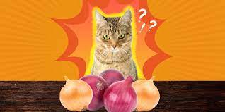 can cats eat onions dodowell the dodo