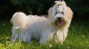 Show dogs, however, are usually restricted to being white only. White Dog Breeds 31 Big Small Pups With Short Or Fluffy Coats
