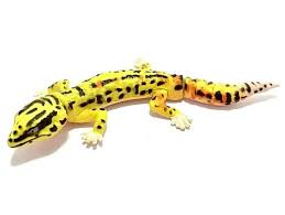 an kaiyodo cute yellow leopard gecko
