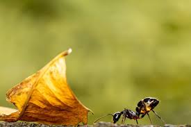 carpenter ants control kingwood tx