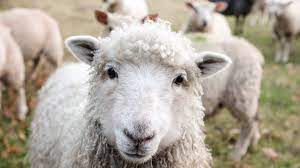 top 15 sheep breeds for wool pethelpful