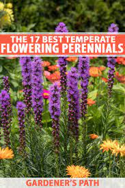 17 flowering perennials that will grow