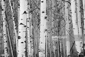 25,815点のBirch Treeのストックフォト - Getty Images
