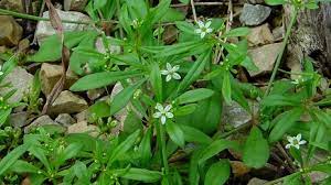 carpetweed weed lawn dork