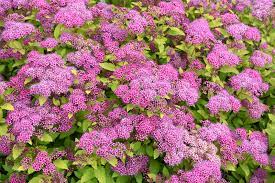 magic carpet spirea spiraea x alda