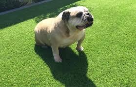 Artificial Grass And Dog Owners