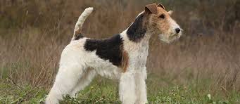 wire fox terrier dog breed info petfinder
