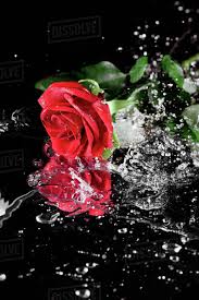 one red rose with water drops lying on