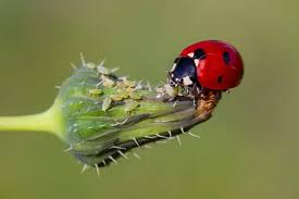 why ladybugs are beneficial insects for