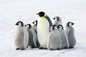Emperor penguin behaviour and lifestyle. Penguins Love Eating Fish But Probably Can T Taste Them The Verge