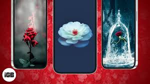 beautifully contrasting rose wallpapers