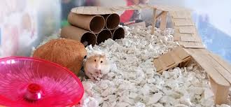 what do you need for a hamster