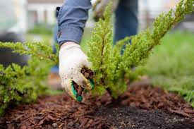 mulching what is it and why you should