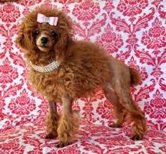 stunning toy poodle princess she is