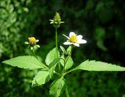 Bidens pilosa is native to south america, the caribbean, africa, and the philippines. Bidens Pilosa Detailed Information Photos Videos