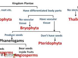 Biology Plant Kingdom Diversity In Living Organisms Part 5 English