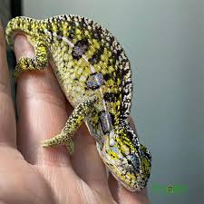 carpet chameleon exotic reptiles