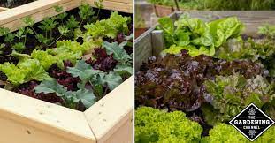 Grow A Small Space Vegetable Garden