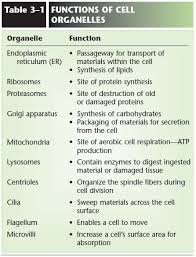 Image Result For Cell Organelles And Their Functions Chart