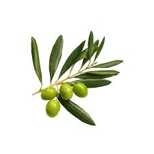Olive Leaf Olea Europaea