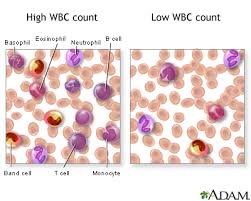 White Blood Cell Count Series Results Medlineplus Medical
