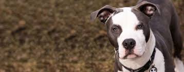 My name is kilo and i am a neutered male, blue brndl mixed breed. American Bully Staffy Bull Terrier Dog Breed Facts And Information Wag Dog Walking