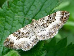 carpet moth life and opinions life