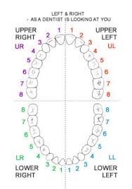 Tooth And Gum Charts Dental Fear Central