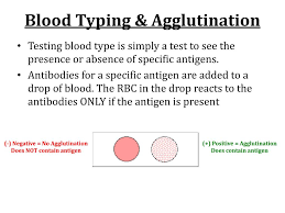 Ppt Abo Blood Groups Powerpoint Presentation Free