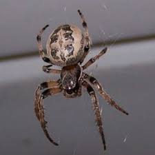 Spiders In Pennsylvania Species Pictures