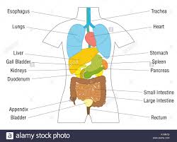 Human Body Organs Diagram Stock Photos Human Body Organs